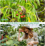 Deer Netting Fence, 8ft x 100ft Bird Netting Heavy Duty Garden Netting for Garden Protection Fruit Trees Vegetable Plants Against Birds, Deer and Other Animals