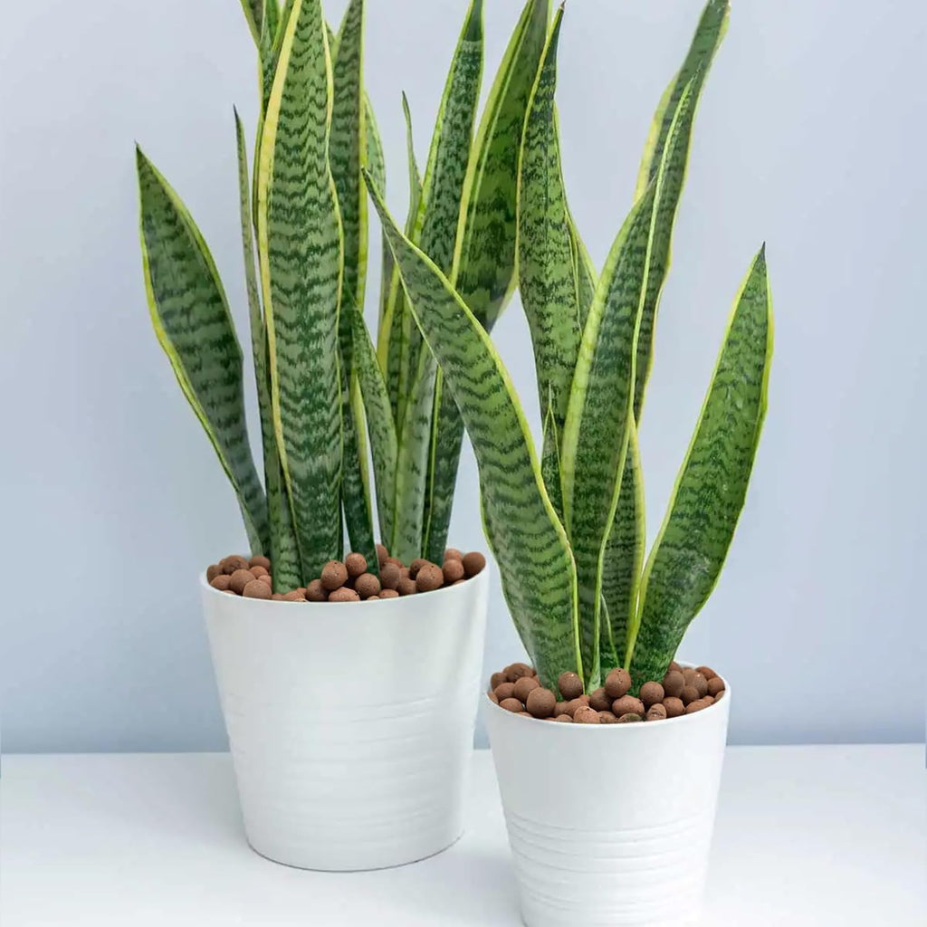 Halatool 4LB Leca Clay Pebbles for Plants 4mm-16mm Lightweight Clay Balls 100% Natural Hydro Balls for Aquarium Potted Plants Hydroponic Growing Gardening Orchids Drainage Decoration Aquaponics