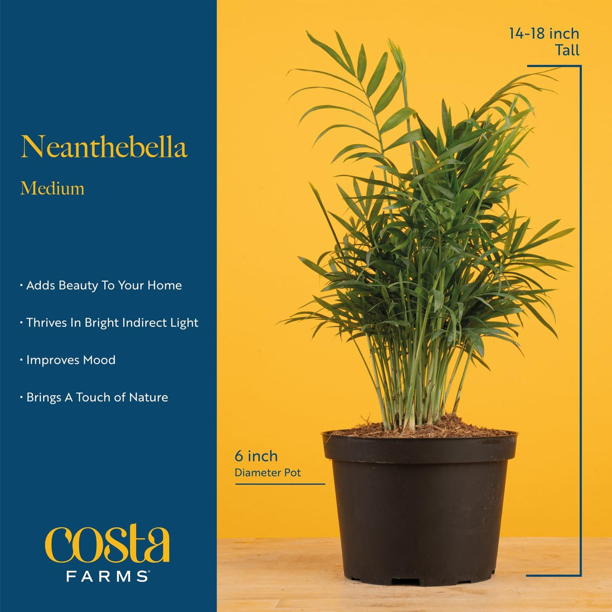 Costa Farms Parlor Palm, Neanthebella Tropical Live Plant, Easy to Grow Palm Houseplant Potted in Décor Plant Pot, Unique Plant Lover Gift, Living Room Home and Office Décor, 1 Foot Tall