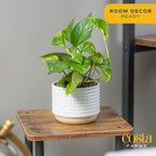 Costa Farms Golden Pothos Live Plant, Devil's Ivy in Decorative Pot, Easy to Maintain, Air Purifying Indoor Houseplant, Home, Room, or Office Decor, House Warming or Birthday Gift, 12-14 Inches Tall