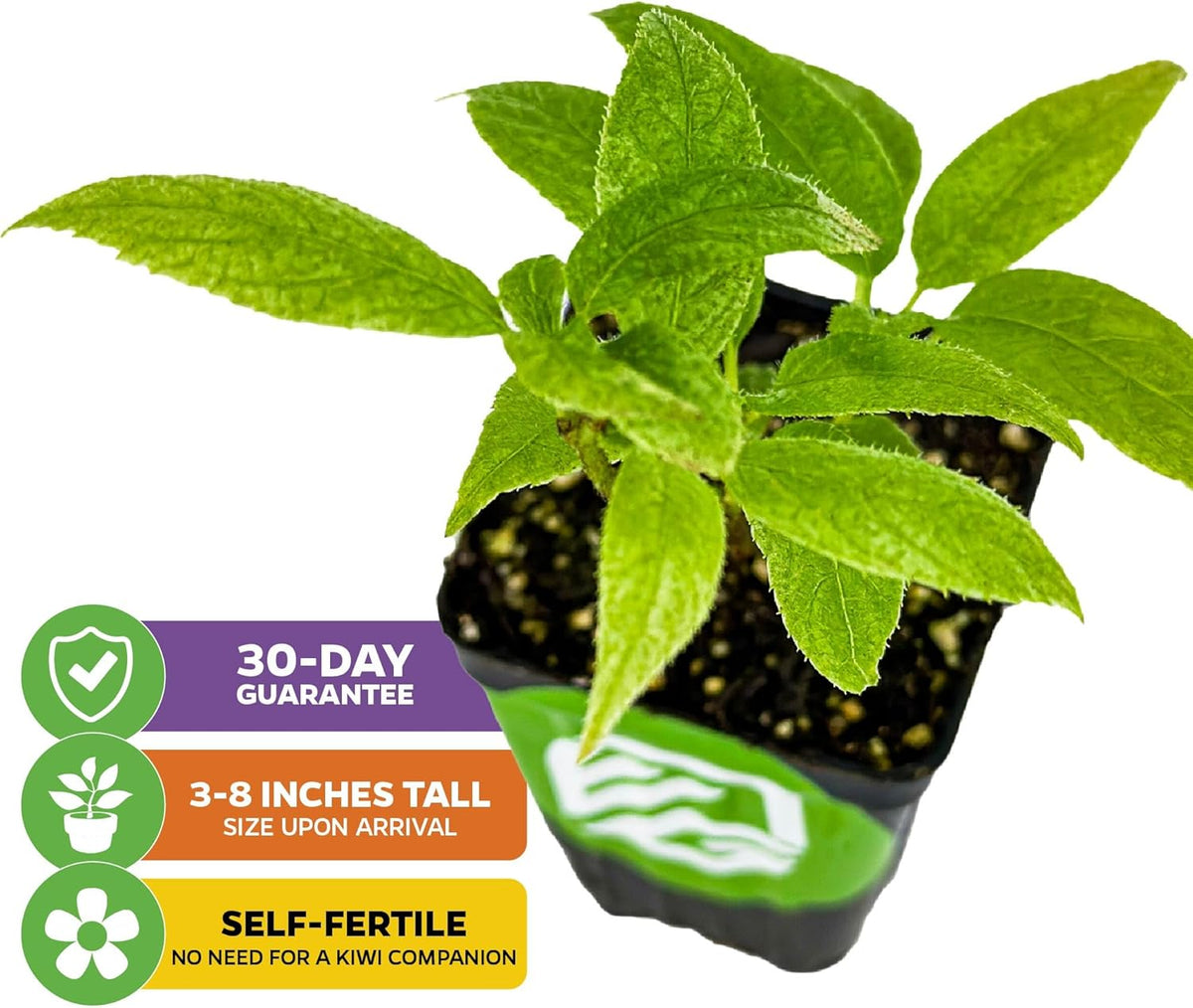Issai Kiwi Vine Live Plant - Actinidia arguta by Wellspring Garden - Hardy Kiwi Fruit Trees Live Plant - Thriving Fruit Tree Starter for Your Garden - Starter Plant
