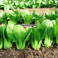 All Year Round Organic Chinese Cabbage Seeds, 1000pcs, Non-GMO, High 95% Germination, Perfect for Every Season