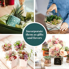 Shop Succulents Assorted Succulent Plant Pack Collection - Live Mini Succulent Plants, Low Maintenance, Mixture of Colors & Textures - Wedding and Party Favors, Gift & Garden, Pack of 100