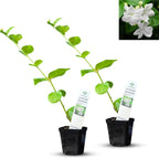 Arabian Jasmine (Jasminum Sambac) - Live, Fragrant, Blooming, Indoor/Outdoor Decorative Plant (2 Arab jas Cups)