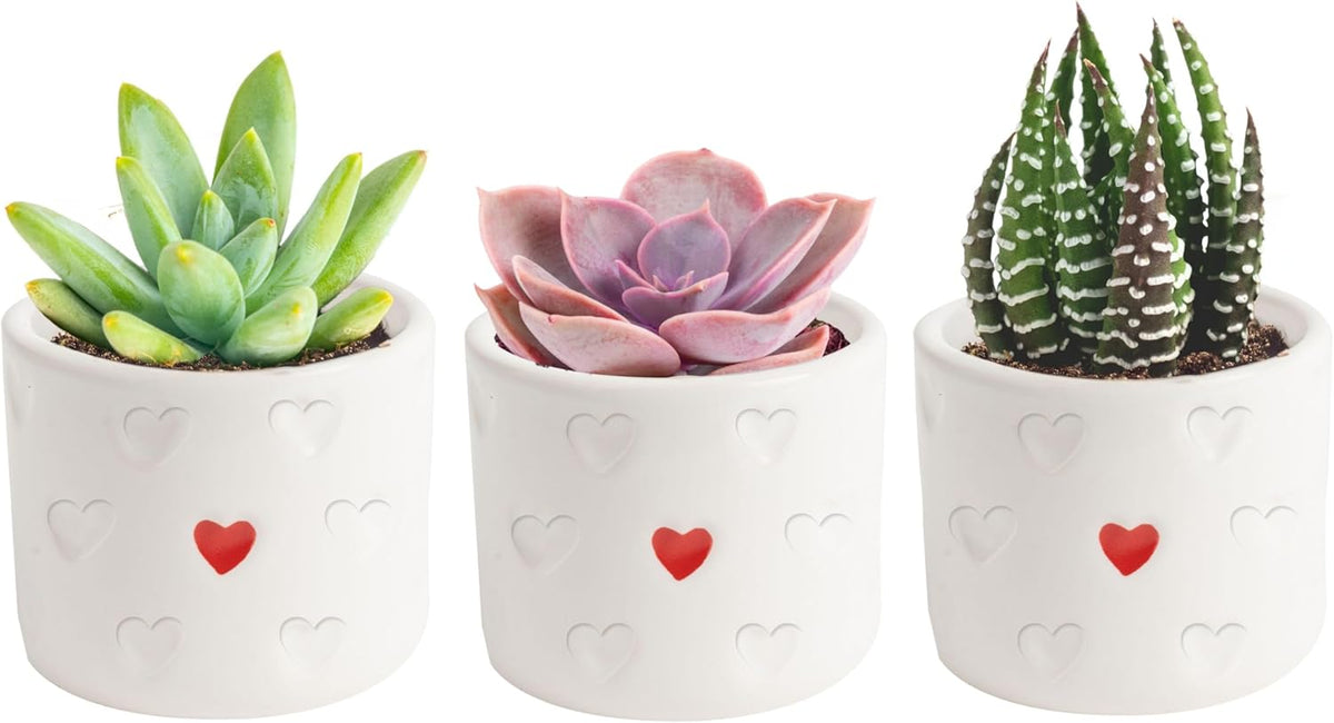 Costa Farms Succulent Plants (Pack of 3), Live Indoor Plant Mini Succulent in Cute Decor Plant Pot, Potting Soil Mix, Grower's Choice, Housewarming Gift, Room Decor, 2-Inches Tall