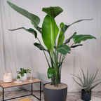 Bird of Paradise - White - Strelitzia Nicholai. (2 White BoP in Cup)
