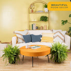 Costa Farms Boston Fern Live Plant in Plastic Pot, Air Purifying Large Indoor & Outdoor Houseplant, Perfect for Home, Room, or Office Decor, Great House Warming or Birthday Gift, 2-3 Feet Tall