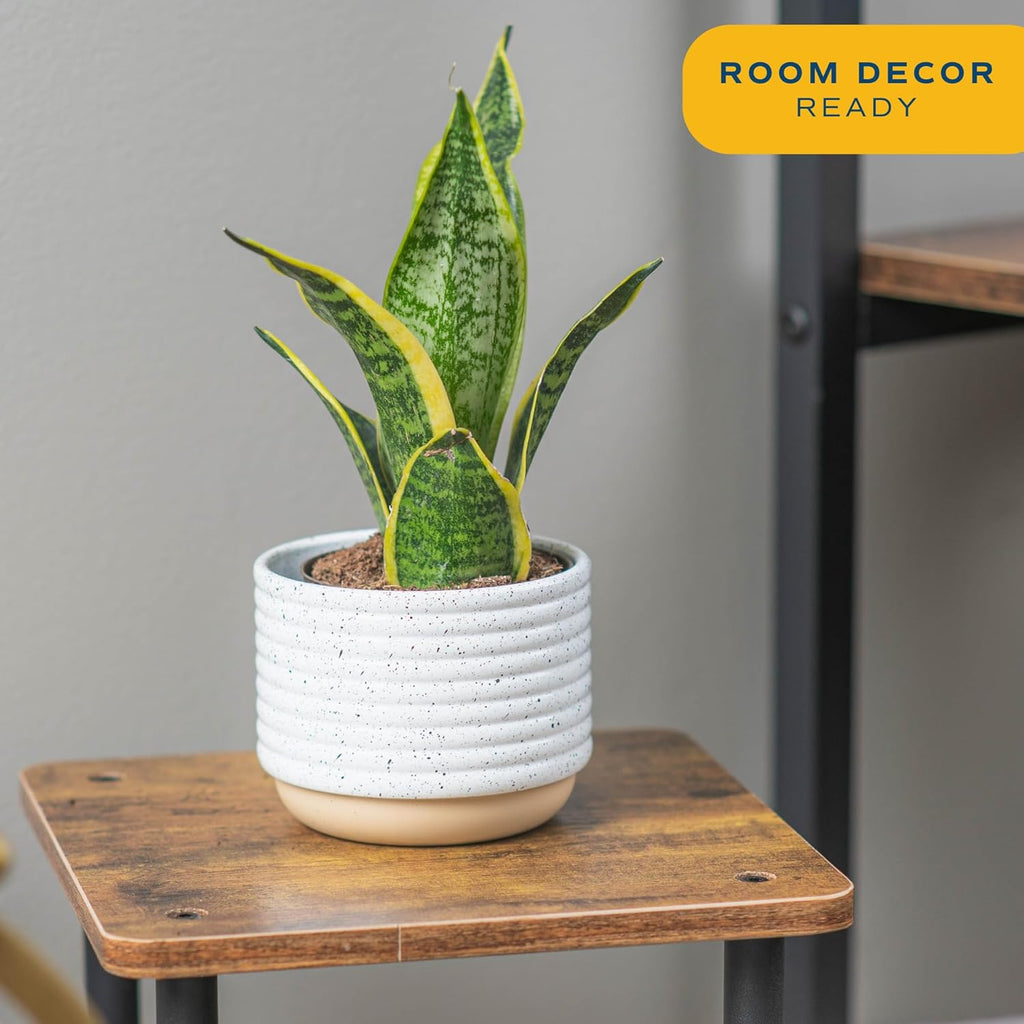 Costa Farms Snake Plant, Live Indoor Sansevieria Plant, Easy to Grow Succulent Houseplant Potted in Indoor Plant Pot, Potting Soil Mix, Home and Room Decor, Fits Shelves, Tabletops, 8-Inches Tall