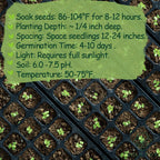 Rare Mustard Cabbage Seeds – 200 Seeds Heirloom Non-GMO, Fast-Growing Mustard Plant Seeds for Home Garden, Microgreens, and Cooking - Original Bold & Peppery Flavor