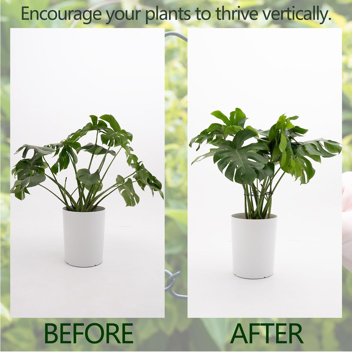 5PCS Monstera Plant Stem Support - 11 * 9.4 Inches, Durable Metal Stake Holder, Adjustable for Indoor Plant Leaf Support. Gentle Clips for Enhanced Stability for Plant Lovers!