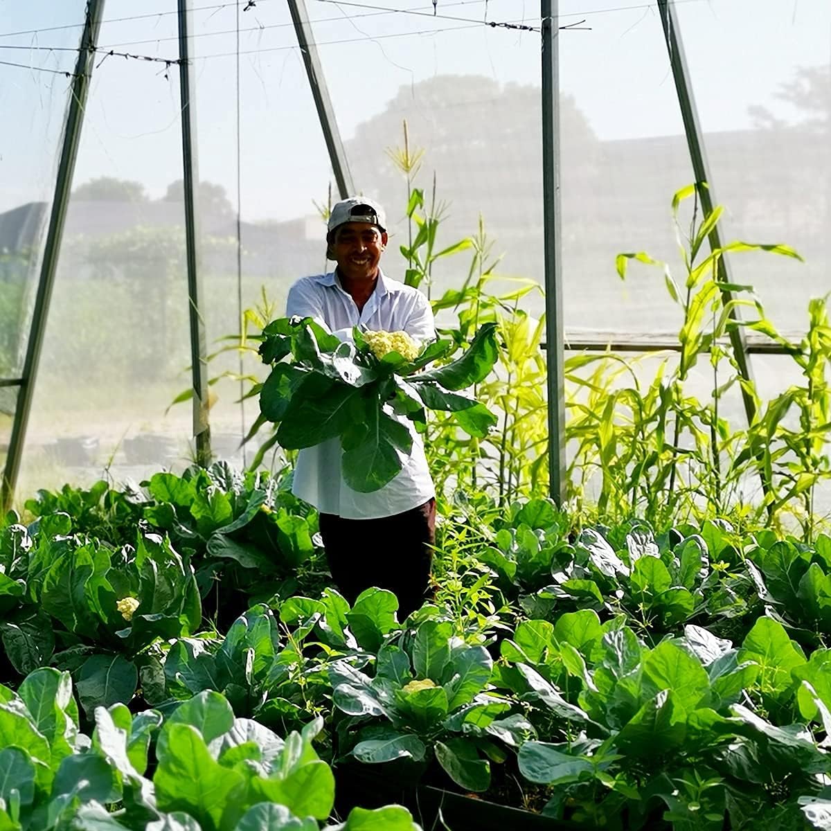 Garden Netting Pest Barrier: 10'x30' Fine Bug Netting for Garden Protection Row Cover Raised Bed Screen Mesh Greenhouse Mosquito Net, Protecting Tree Plants Vegetable Flowers Fruits