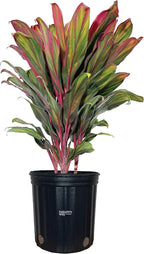 Nature's Way Farms Cordyline Harlequin Live Plant 25-30 in. Tall in Grower Pot