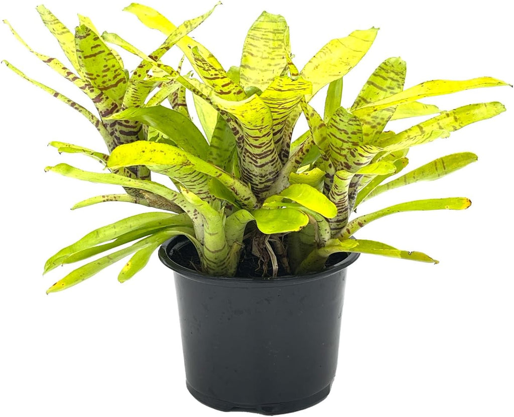 ragnaroc Live Plants – Bromeliad Neoregelia Tigrina, 8-12" in 6" Pot - 1ct - Live Arrival Guaranteed - House Plants for Home Decor & Gift