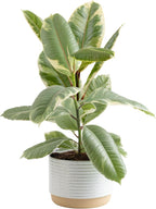Costa Farms Ficus Tineke Live Plant, Easy to Grow Live Indoor Houseplant in Decorative Planter, Shelf, Desk, and Room Decor, Birthday Gift, 1 Foot Tall