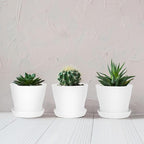 Hahood 36 Pack Plants Nursery Pots 4 Inches Plastic Flower Plant Pots Thickened Seedlings Nursery Pots with Tray White Flower Pots Gardening Plant Containers for Outdoor Indoor
