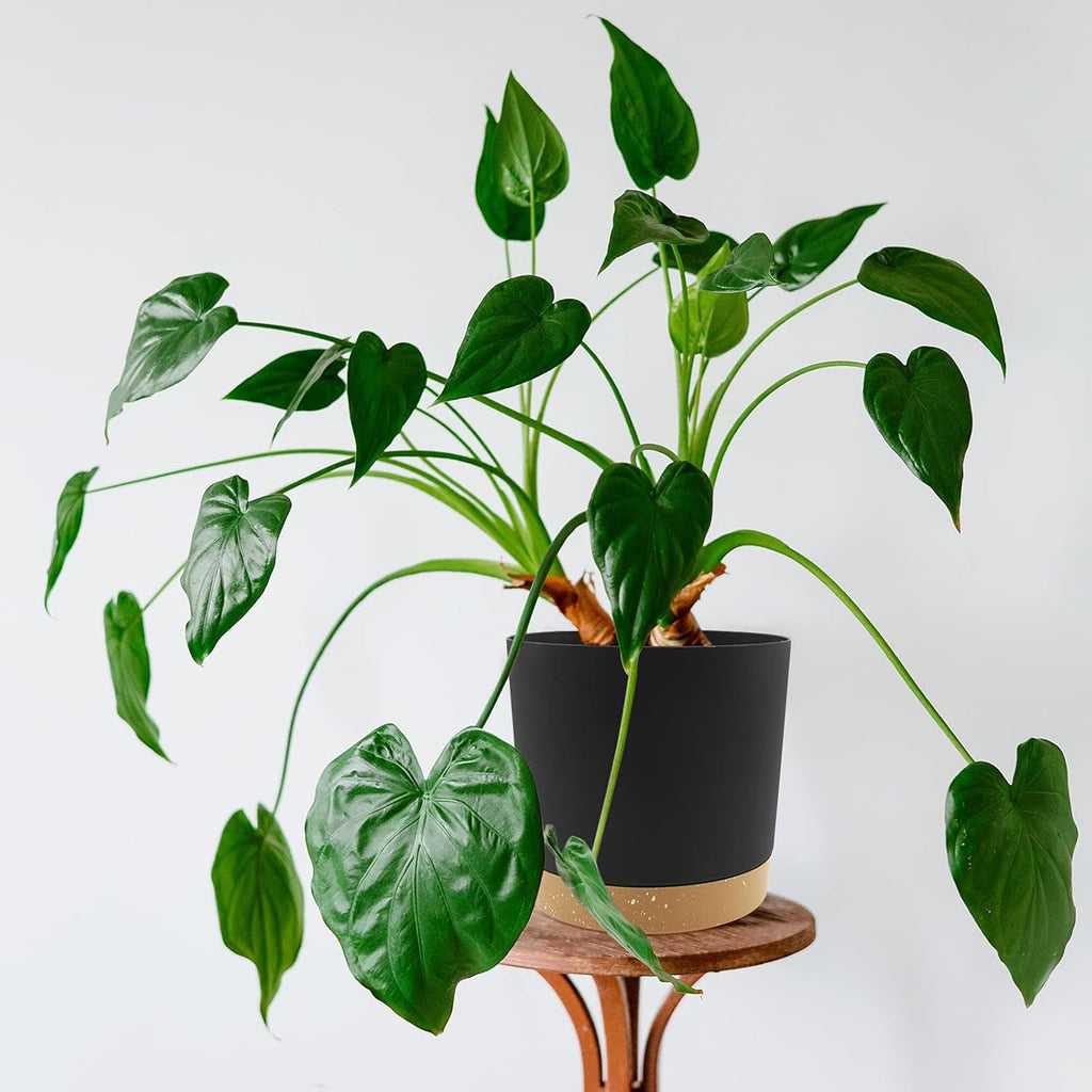 QCQHDU 6.5 inch Plant Pot, 2 Pack Planters for Indoor Plants with Drainage Holes & Saucer, Outdoor Flower Pots Home Garden Modern Decor