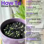 NatureZ Edge Catnip Seeds for Planting, 6.5 Grams, 11,000+ Herb Seeds, Indoor or Outdoor Growing, Your Cat Will Love Them, Non-GMO