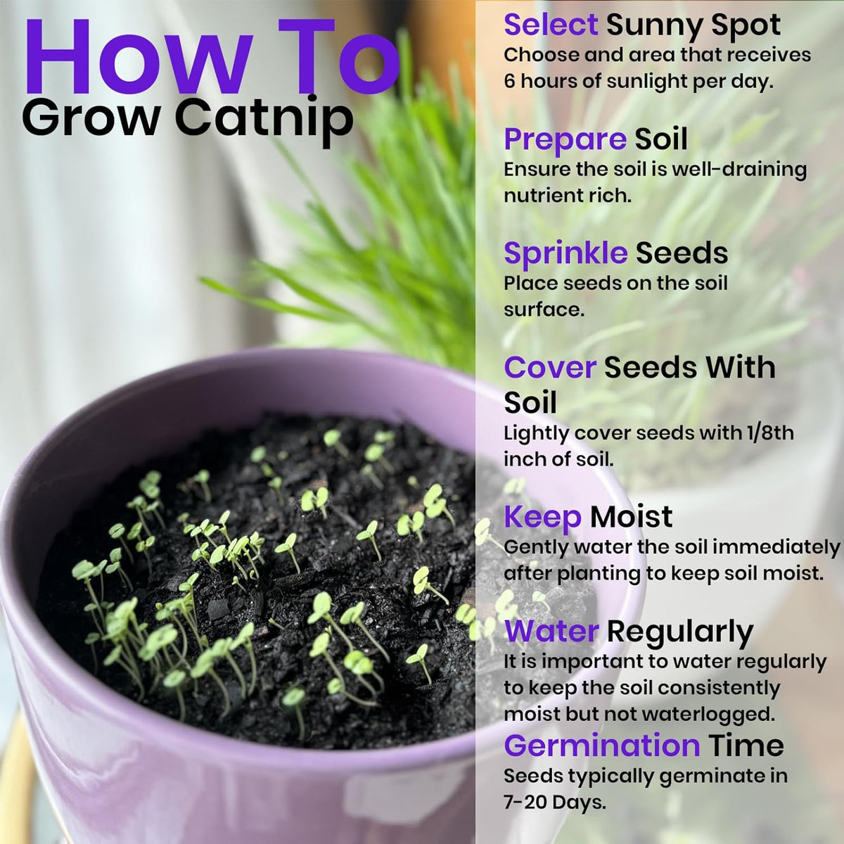 NatureZ Edge Catnip Seeds for Planting, 6.5 Grams, 11,000+ Herb Seeds, Indoor or Outdoor Growing, Your Cat Will Love Them, Non-GMO