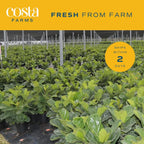 Costa Farms Fiddle Leaf Fig, Live Indoor Ficus Lyrata House Plant Potted in Modern Decor Planter, Floor Plant in Potting Soil Mix, Housewarming Gift, Room, Home, Office Decor, 2-3 Feet Tall