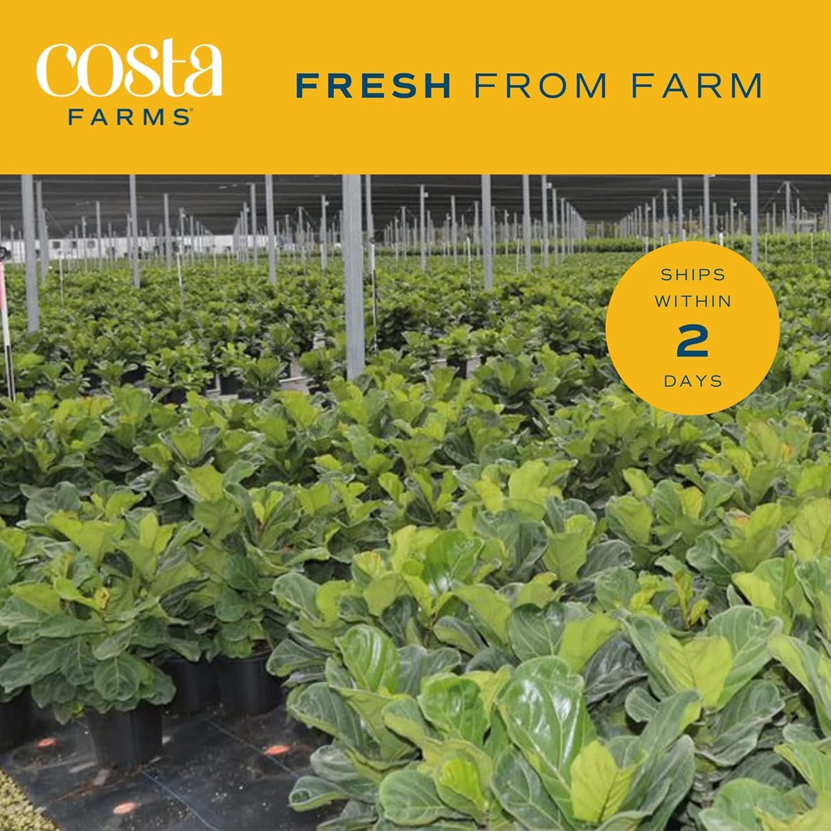 Costa Farms Fiddle Leaf Fig, Live Indoor Ficus Lyrata House Plant Potted in Modern Decor Planter, Floor Plant in Potting Soil Mix, Housewarming Gift, Room, Home, Office Decor, 2-3 Feet Tall
