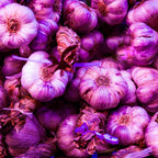 8 Garlic for Planting in Fall Hardneck, Purple Stripe Garlic Bulbs for Planting, Fresh and High Yield Bulb Variety Pack, Hardy and Fast Growing