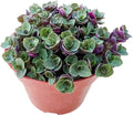 Live Succulents 'Turtle Vine' (4-inch), Succulent Plants Fully Rooted in Pots with Soil, Easy-Care House Plant for DIY, Home Office Decor, Wedding Party Favor