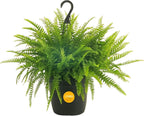 Costa Farms Boston Fern Live Plant in Plastic Pot, Air Purifying Large Indoor & Outdoor Houseplant, Perfect for Home, Room, or Office Decor, Great House Warming or Birthday Gift, 2-3 Feet Tall