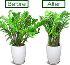 LEOBRO Plant Support Stakes, 4 PCS Plant Stakes, Plant Support, Peony Cages and Supports, Garden Stakes, Plant Stakes for Indoor Outdoor Plants, Hydrangea Support Cage, 10" W x 15.8" H