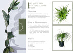 Ponytail Palm Elephant's Foot Live Plant for Indoor, Outdoor Use, 10-inch Grower Pot