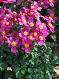 Perennial Farm Anemone x Hybrida Fantasy™ 'Red Riding Hood' – Live Windflower in #1 Container, Bright Rose-Pink Blooms, Compact Habit, Long Blooming, Deer Resistant, Great for Borders & Shade Gardens