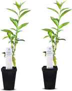 Night Blooming Jasmine Live Plant - Cestrum Nocturnum. Fragrant Flowering Shrub for Garden, Patio or Window (2 ngt.jas Cups)