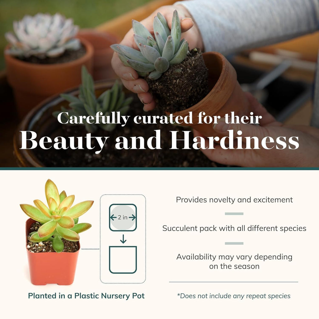 Shop Succulents Unique Succulent Plant Pack Collection - Live Mini Succulent Plants, Low Maintenance, Exceptional Colors & Textures - Wedding and Party Favors, Gift & Garden, Pack of 6
