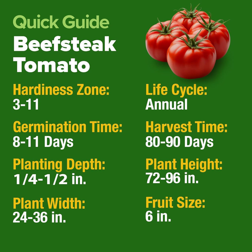 HOME GROWN Beefsteak Tomato Seed Pack - 300 Heirloom Tomato Seeds for Planting Outdoors – High-Yield Non-GMO Vegetable Seeds for Growing Large, Meaty Tomatoes for Summer Dishes (Solanum lycopersicum)