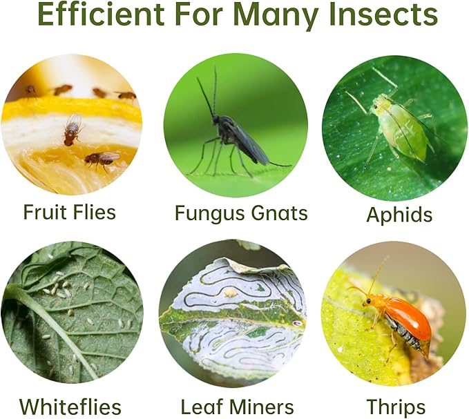 48 Pack Fruit Fly Traps for Indoors Plants Fungus Gnat Killer Trap Outdoor, Sticky Fly Catcher for House Outdoor, Flying Insects, Fungus Gnats, Flies