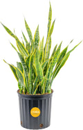 Costa Farms Snake Plant Live Plant | 3-4 Feet Tall Indoor Houseplant | Potted in 12-Inch Planter Pot | Grower's Choice | Perfect Housewarming Gift, Room or Office Decor