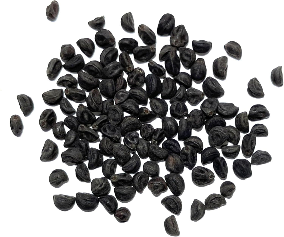 Seed Needs, Grandpa OTT Morning Glory Seeds - 100 Heirloom Seeds for Planting Ipomea purpurea - Annual Blue/Violet Blooms, Flowering Vine for a Natural Privacy Fence (1 Pack)