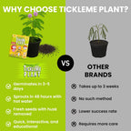 TickleMe Plant Seeds for Indoor Planting (2-Pack) – Interactive Party Favor | Leaves Close When Touched, Reopen in Minutes – Easy Indoor House Plant Seeds, Can Flower, Includes 10 Fun Activities