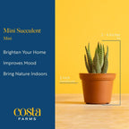 Costa Farms Mini Succulent Live Plants in Plastic Pots, Easy to Maintain Indoor Succulents, Houseplants for Home, Room, or Office Decor, House Warming or Birthday Gift, 2-3.5 Inches Tall, Pack of 6