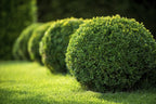 Japanese Boxwood | 3 Live 4 Inch Pots | Buxus Microphylla | Formal Evergreen Low Maintenance Hedge Plants