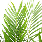 American Plant Exchange Live Cat Palm – 6-Inch Pot – Tropical Houseplant with Soft Arching Green Fronds, Pet-Friendly Easy Care Indoor Plant for Homes, Apartments, Offices & Indoor Jungle Décor
