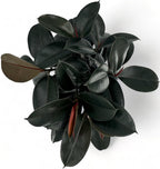 Rubber Tree Live House Plant - Large Indoor Air Purifier Plant - Dark Shiny Petals - Indoor Plants Live Houseplants for Room Decor - Elegant Ficus Burgundy Live House Plants