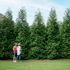 Brighter Blooms - Thuja Green Giant, 4-5 Feet - Live Plant - No Shipping to AK, AZ, HI, OR
