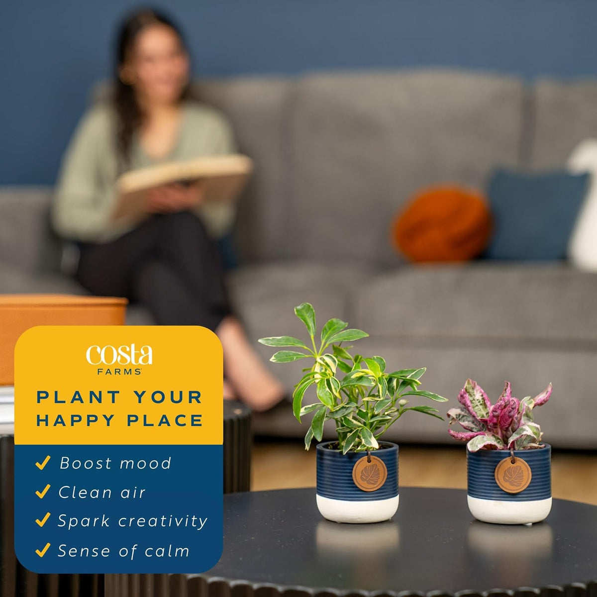 Costa Farms Live Mini Indoor Plants in Plastic Pots, Air Purifying Houseplants, Assorted Varieties, Home, Room, or Office Decor, House Warming or Birthday Gift, 4-6 Inches Tall, Pack of 20