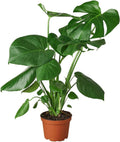 Philodendron Monstera Split-Leaf Live Plant for Indoor | Different Houseplants in 4'' & 6'' Pot | Real House Plant for Living Room, Office, Desk & Bathroom | Swiss Cheese