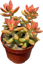 Live Succulent 4" Sedum Coppertone Blood Orange, Succulents Plants Live Fully Rooted House Plant for Home Office Decoration, DIY Projects by The Succulent Cult