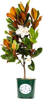 Magnolia Tree DD Blanchard Variation, Live Plant, Magnolia Flower, 3-4 Feet Tall, Southern Landscaping Plant Perfect for Home Growers, by The Magnolia Company, Can not Ship to CA, AK, HI, PR