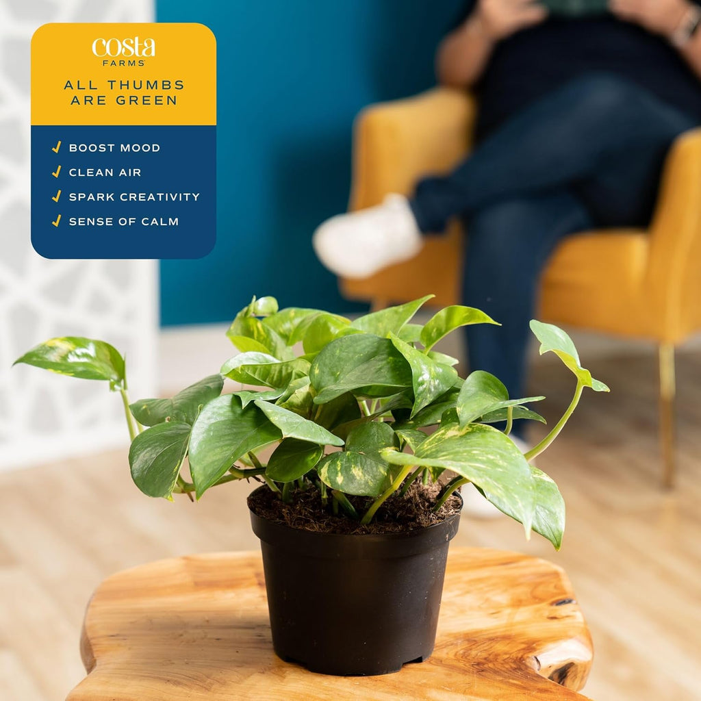 Costa Farms Golden Pothos Live Plant, Easy Care Indoor House Plant in Grower's Pot, Potting Soil, Great for Outdoor Hanging Planter or Basket, Housewarming Gift, Desk Decor, Room Decor, 10-Inches Tall