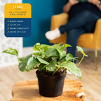 Costa Farms Golden Pothos Live Plant, Easy Care Indoor House Plant in Grower's Pot, Potting Soil, Great for Outdoor Hanging Planter or Basket, Housewarming Gift, Desk Decor, Room Decor, 10-Inches Tall
