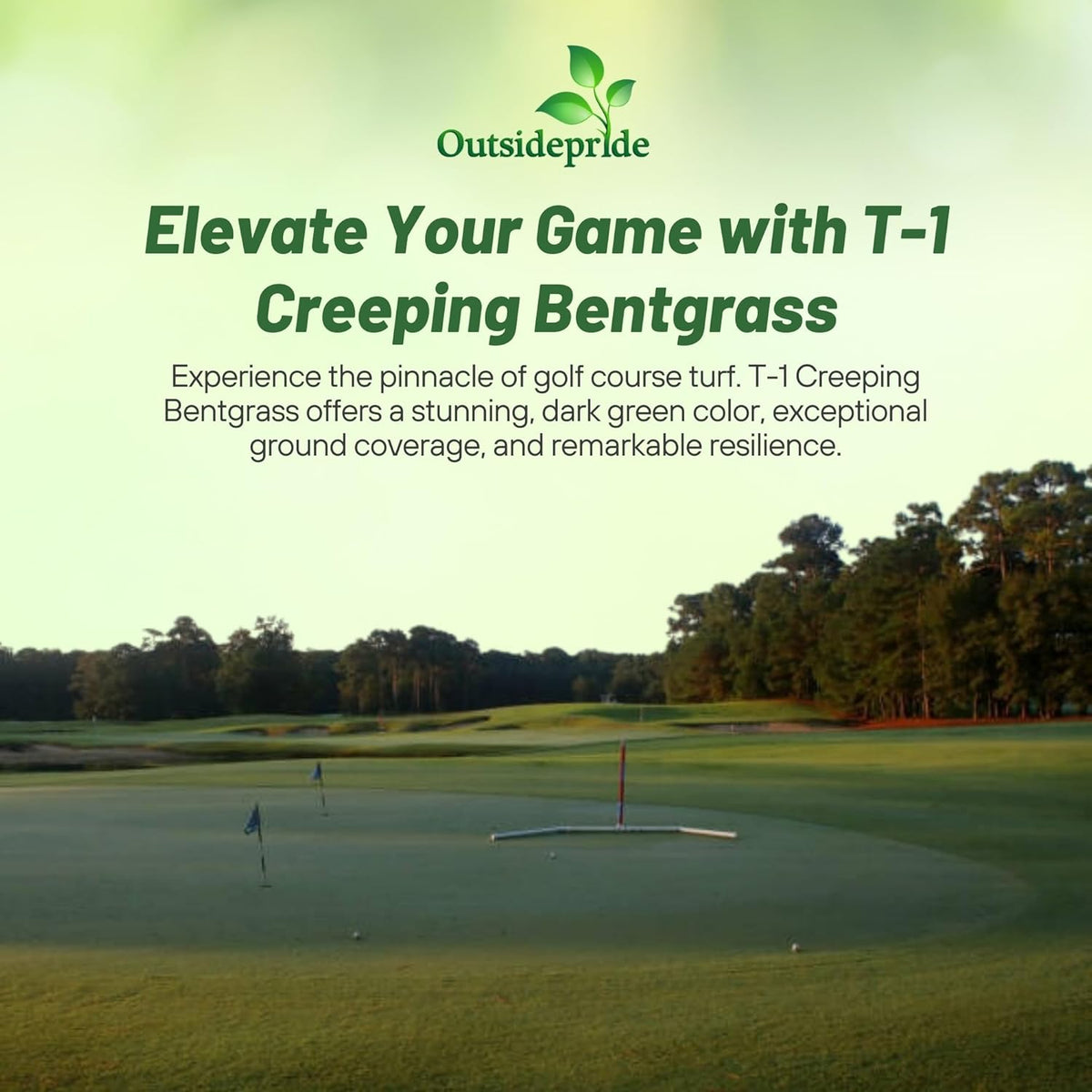 Outsidepride T-1 Creeping Bentgrass Seed - 5 lbs Fine-Bladed, Premium Quality Turf, Grass Seed for Smooth Surface, & High-Traffic Areas, Ideal Grass for Golf Courses Putting Greens, & Fairways