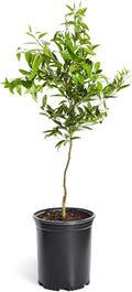 Brighter Blooms - Nules Clementine Tree, 4-5 Feet - Live Fruit Plant - No Shipping To AL, AZ, CA, FL, GA, LA, OR, TX, MS